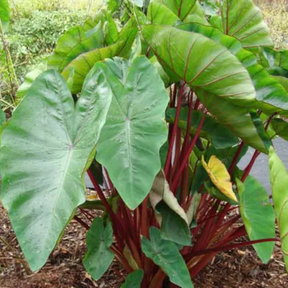 Colocasia Hawaii Punch Rare Indoor Plant