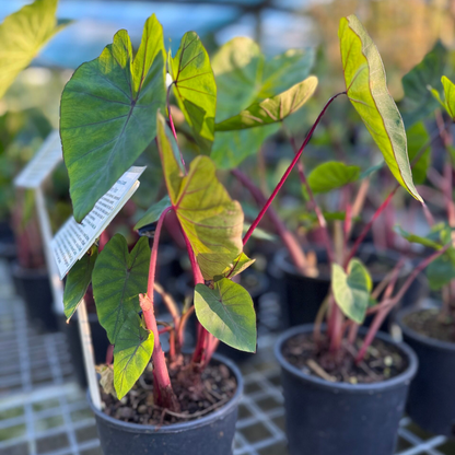Colocasia Hawaii Punch Rare Indoor Plant