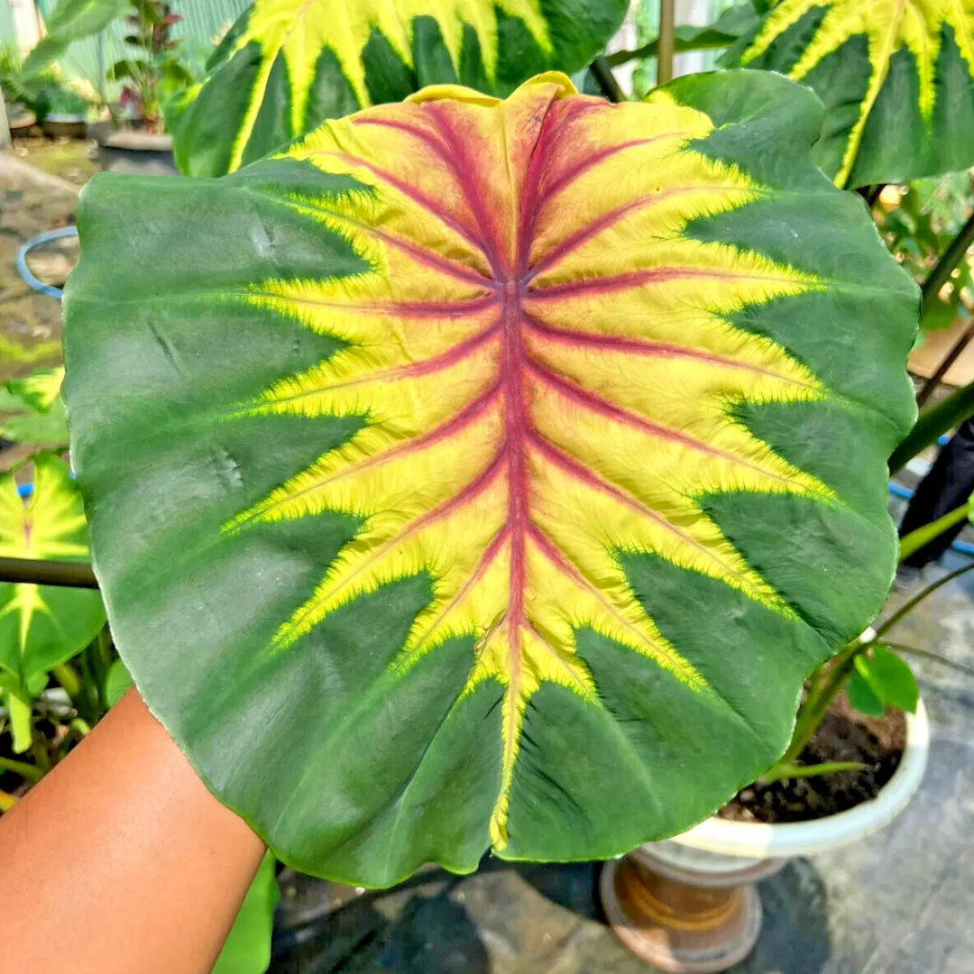 Colocasia Light Pillar Indoor Plant