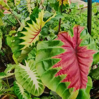 Colocasia Light Pillar Indoor Plant