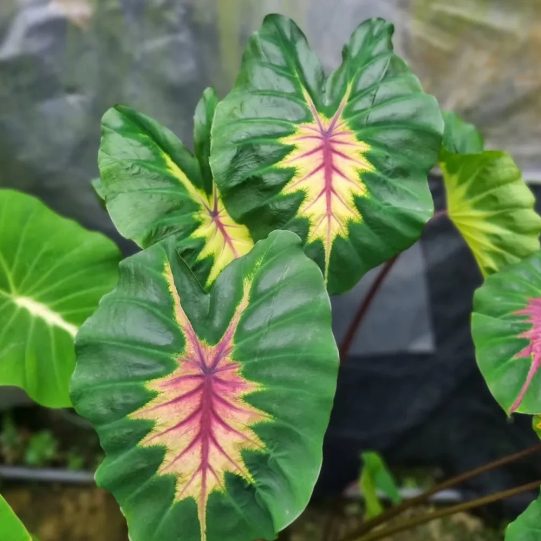 Colocasia Light Pillar Indoor Plant
