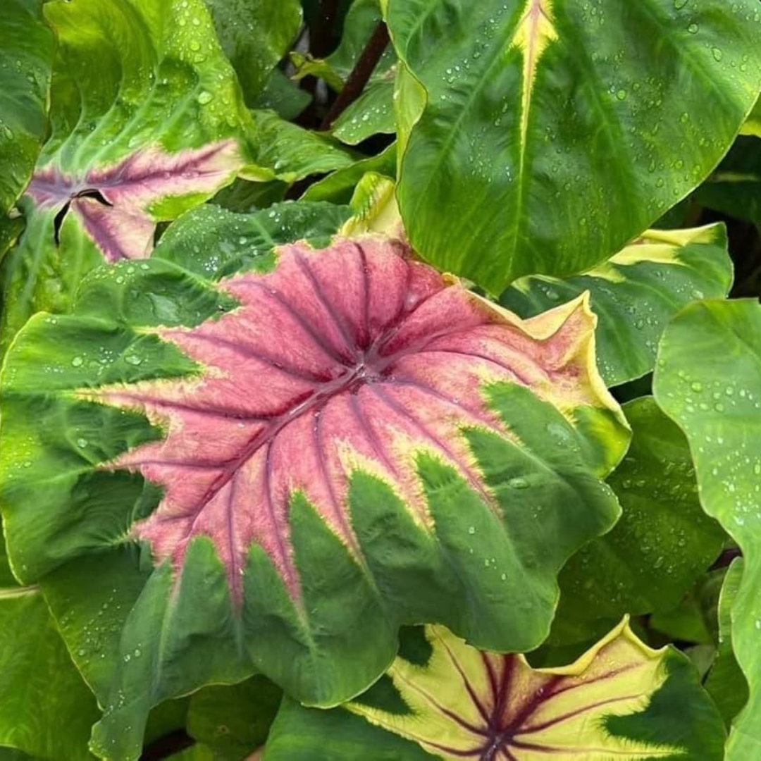 Colocasia Light Pillar Indoor Plant
