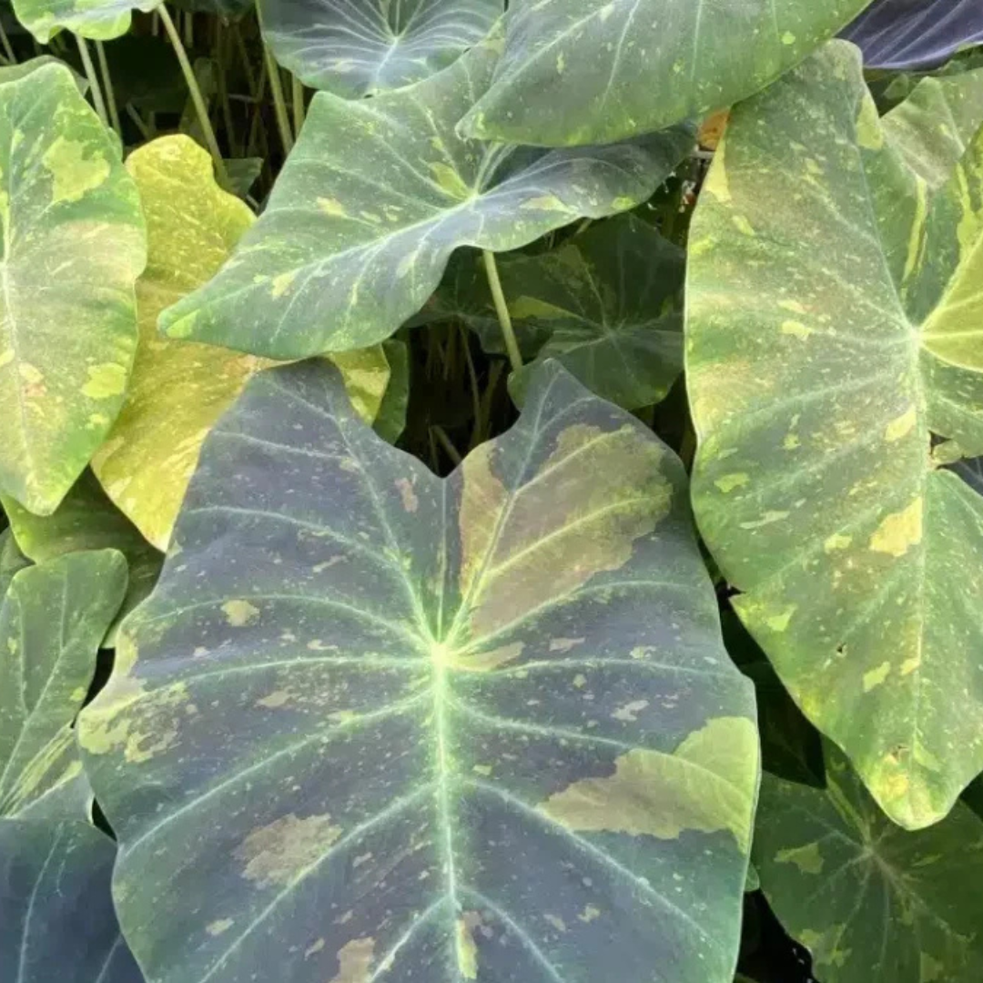 Colocasia Midnight Rare Live Plant