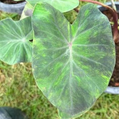 Colocasia Midnight Rare Live Plant