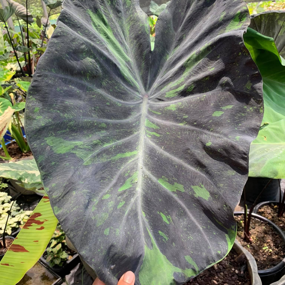 Colocasia Midnight Rare Live Plant