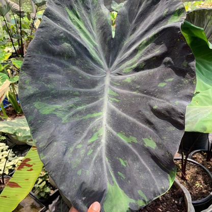 Colocasia Midnight Rare Live Plant