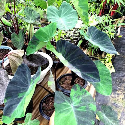 Colocasia Midnight Rare Live Plant