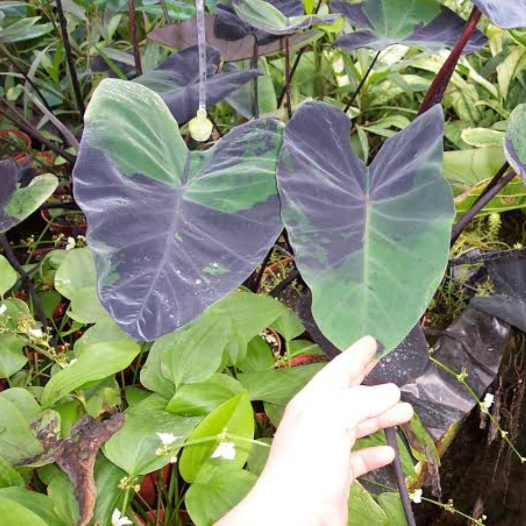 Colocasia Midnight Rare Live Plant