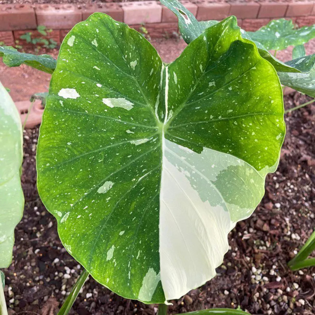 Colocasia Milky Way Rare Live Plant