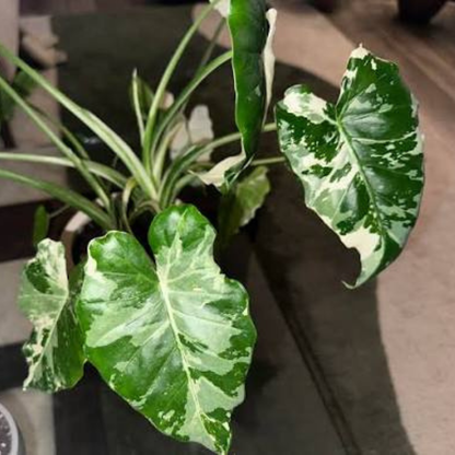 Colocasia Milky Way Rare Live Plant