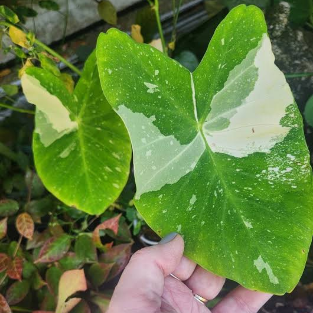 Colocasia Milky Way Rare Live Plant