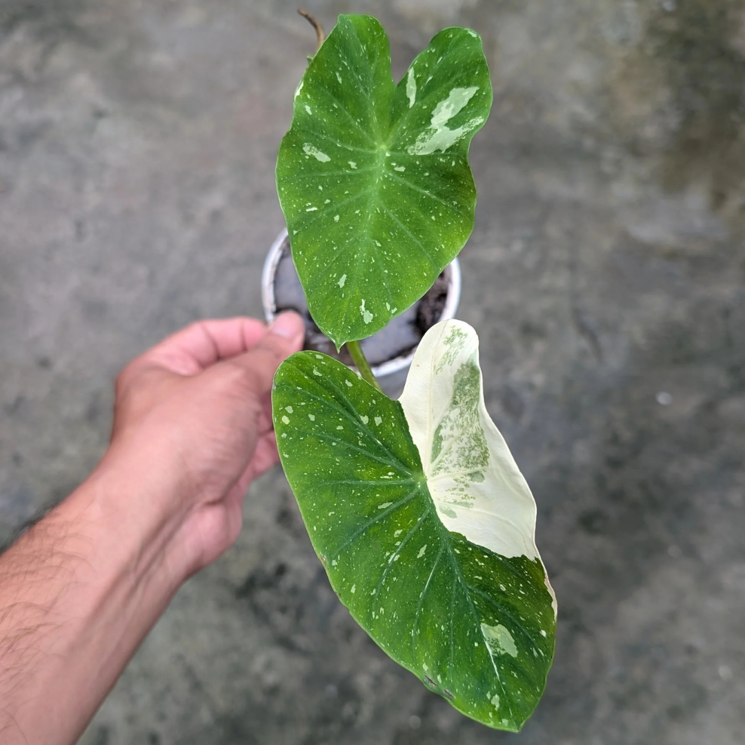 Colocasia Milky Way Rare Live Plant