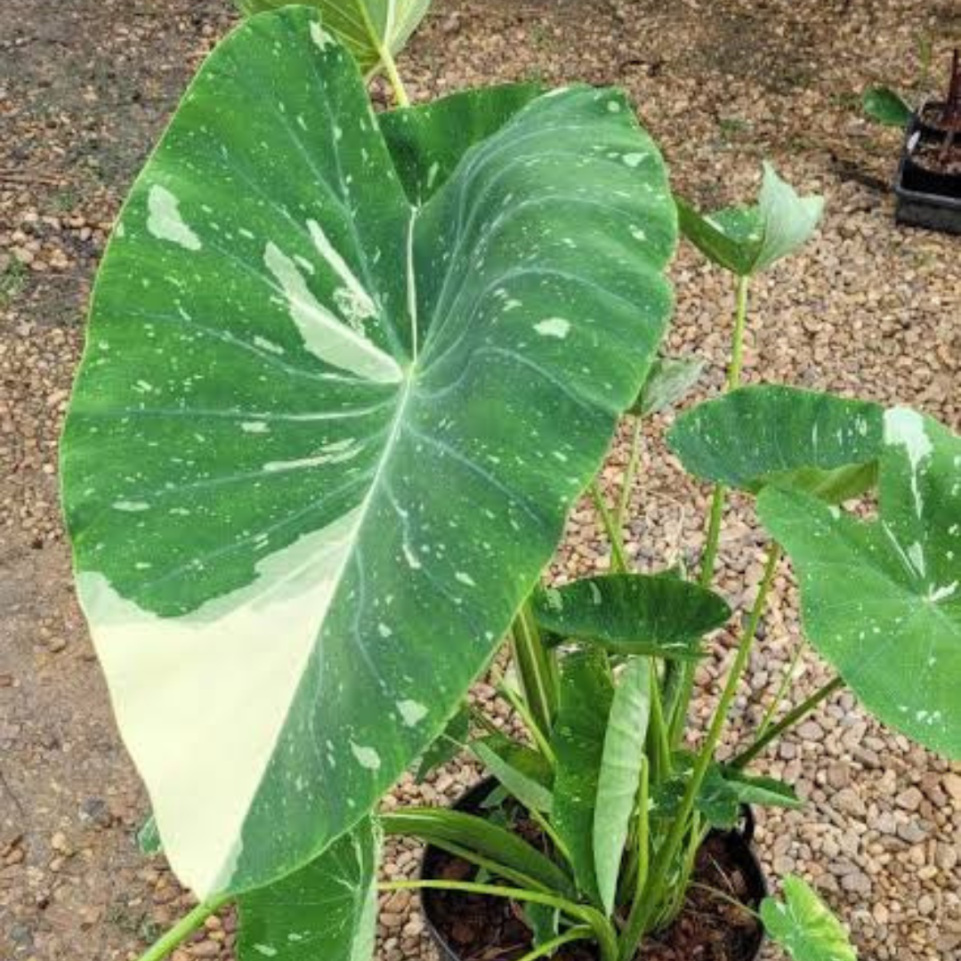 Colocasia Milky Way Rare Live Plant