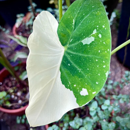 Colocasia Milky Way Rare Live Plant