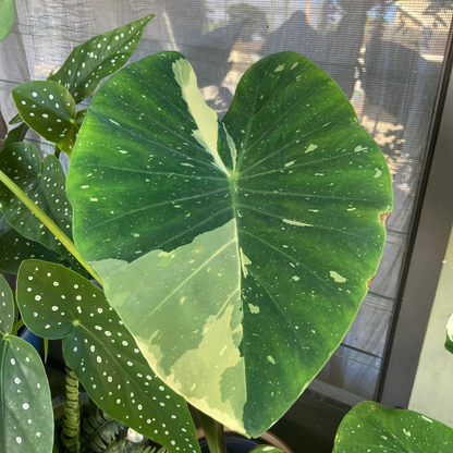 Colocasia Milky Way Rare Live Plant