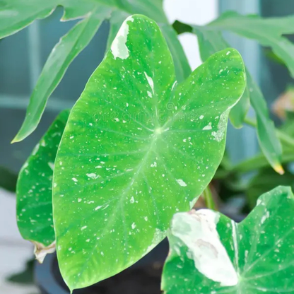 Colocasia Milky Way Rare Live Plant