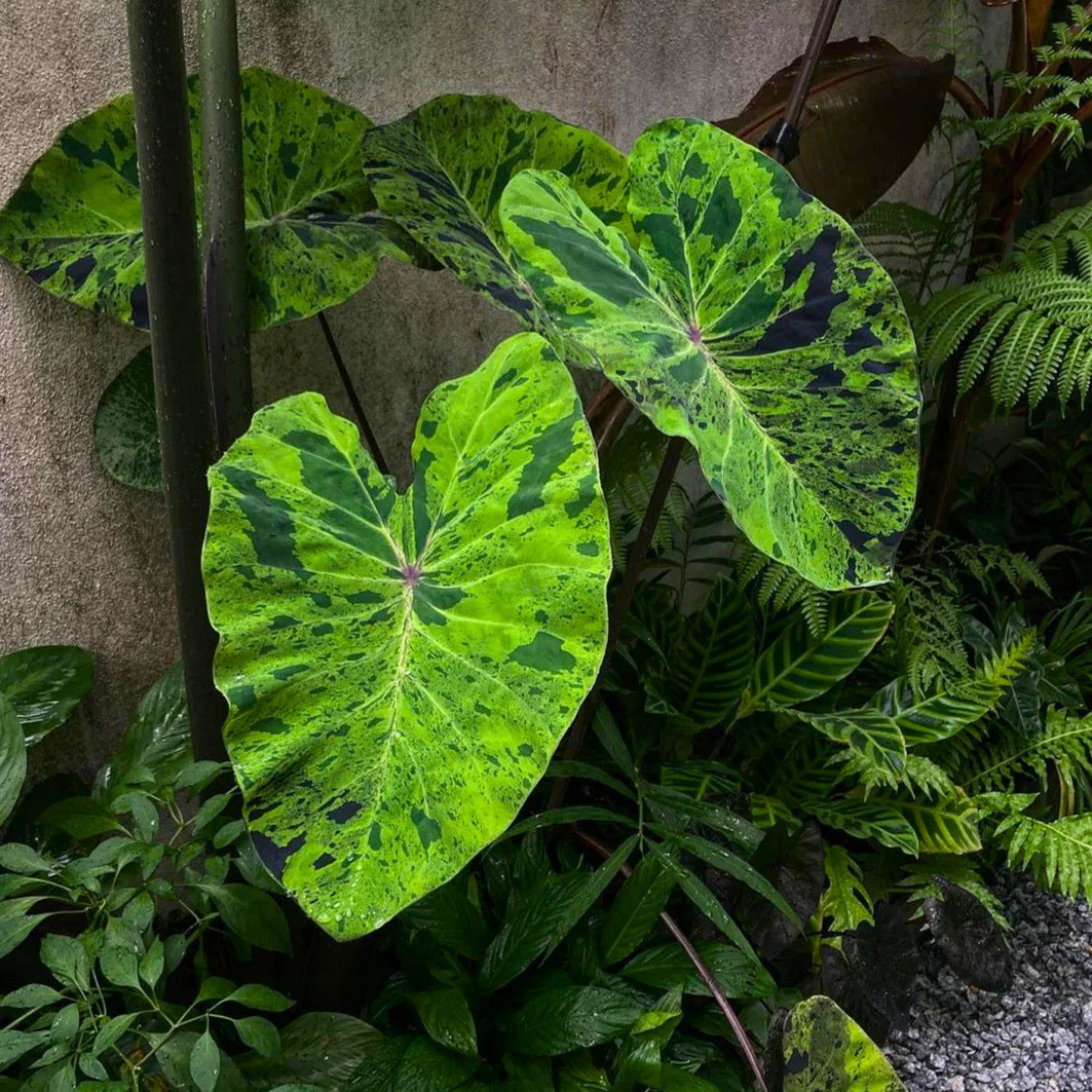 Colocasia Mojito Rare Live Plant