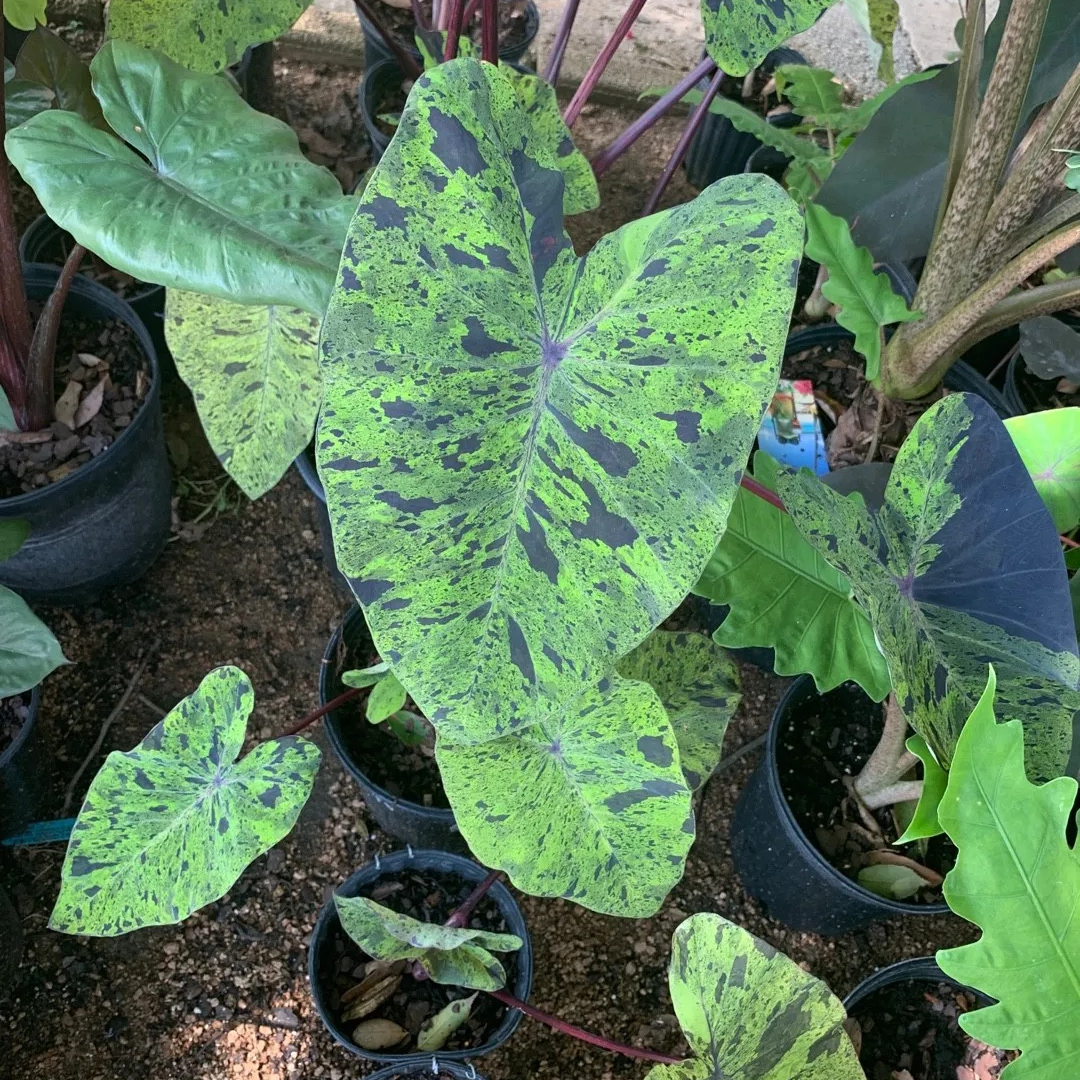 Colocasia Mojito Rare Live Plant