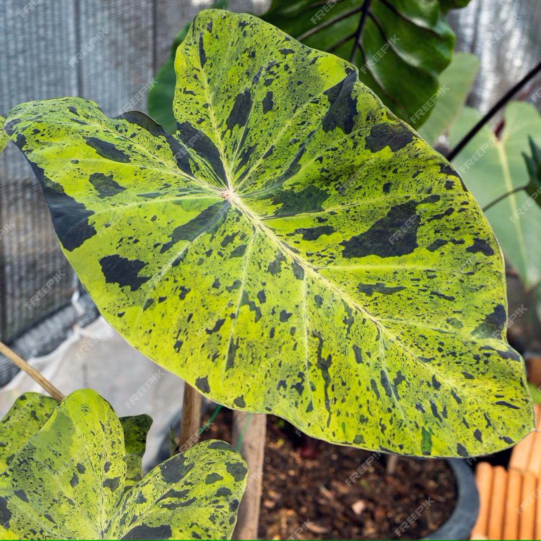 Colocasia Mojito Rare Live Plant