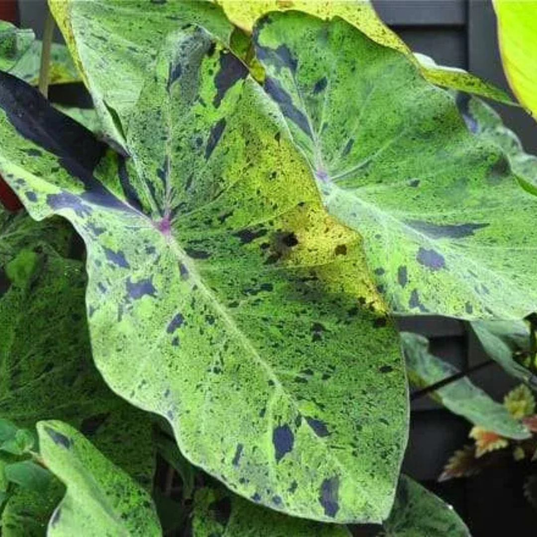 Colocasia Mojito Rare Live Plant