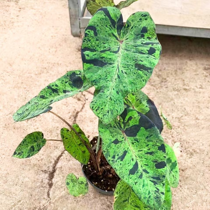 Colocasia Mojito Rare Live Plant