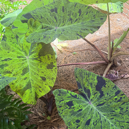 Colocasia Mojito Rare Live Plant