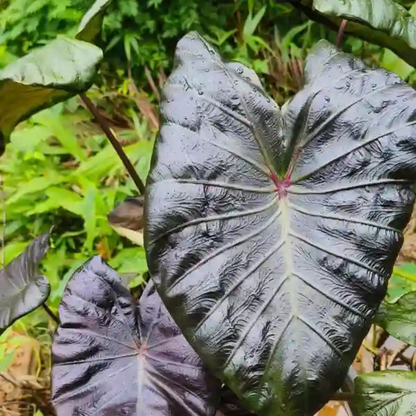 Colocasia Sharp Hub Rare Live Plant