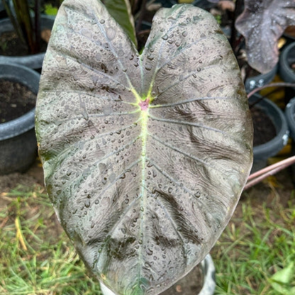 Colocasia Sharp Hub Rare Live Plant