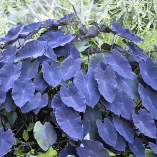 Colocasia Violet Indoor/Outdoor Live Plant