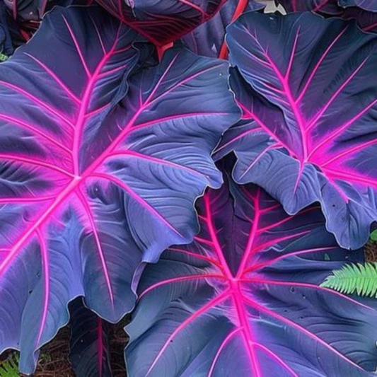 Colocasia ‘Violet Fantasy’ Indoor/Outdoor Live Plant