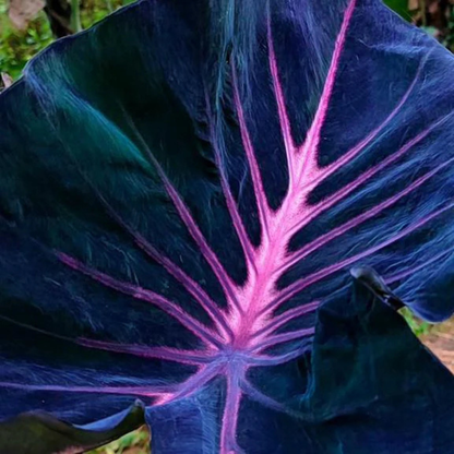 Colocasia ‘Violet Fantasy’ Indoor/Outdoor Live Plant