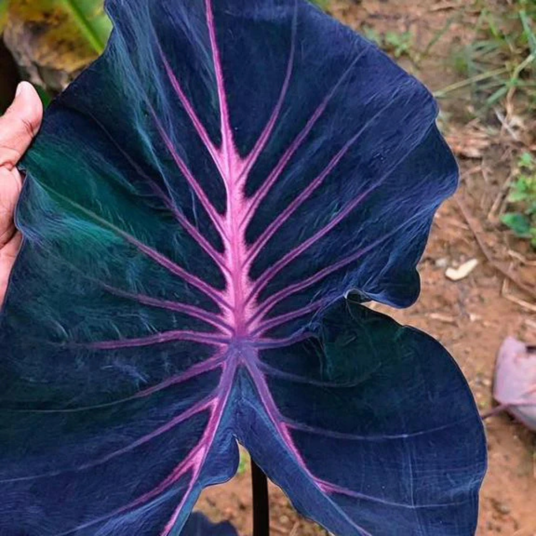 Colocasia ‘Violet Fantasy’ Indoor/Outdoor Live Plant