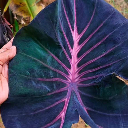 Colocasia ‘Violet Fantasy’ Indoor/Outdoor Live Plant