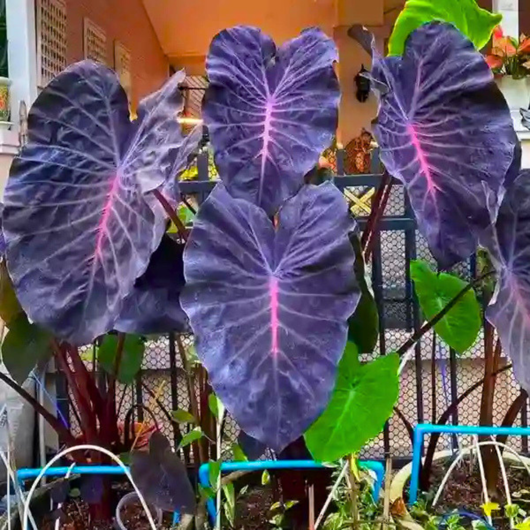 Colocasia ‘Violet Fantasy’ Rare Live Plant