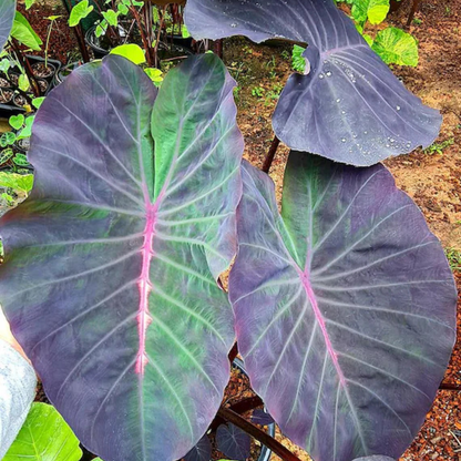 Colocasia ‘Violet Fantasy’ Rare Live Plant