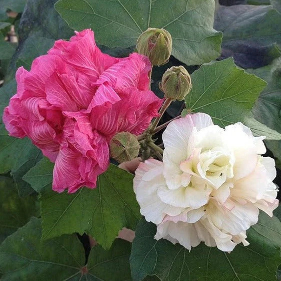 Colour Changing Rose (Hibiscus mutabilis) – Rare All Time Flowering ...