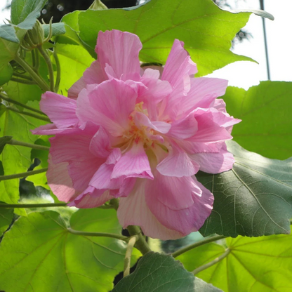 Colour Changing Rose (Hibiscus mutabilis) All Time Flowering Live Plant
