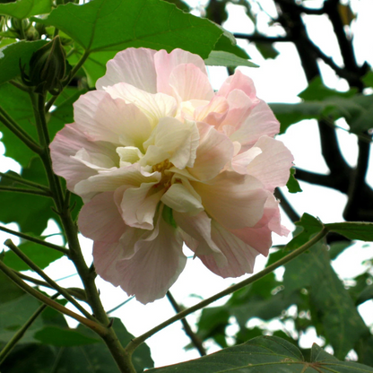 Colour Changing Rose (Hibiscus mutabilis) All Time Flowering Live Plant