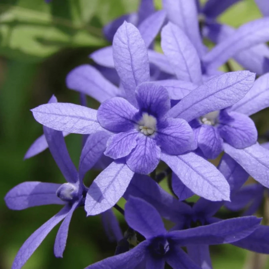 Colourful Creeper Trio - Congea, White Petrea and Blue Petrea Combo Live Plant