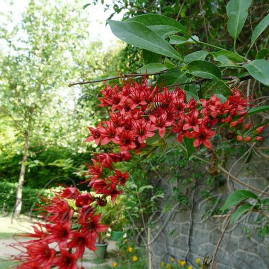Combretum Coccineum Live Plant