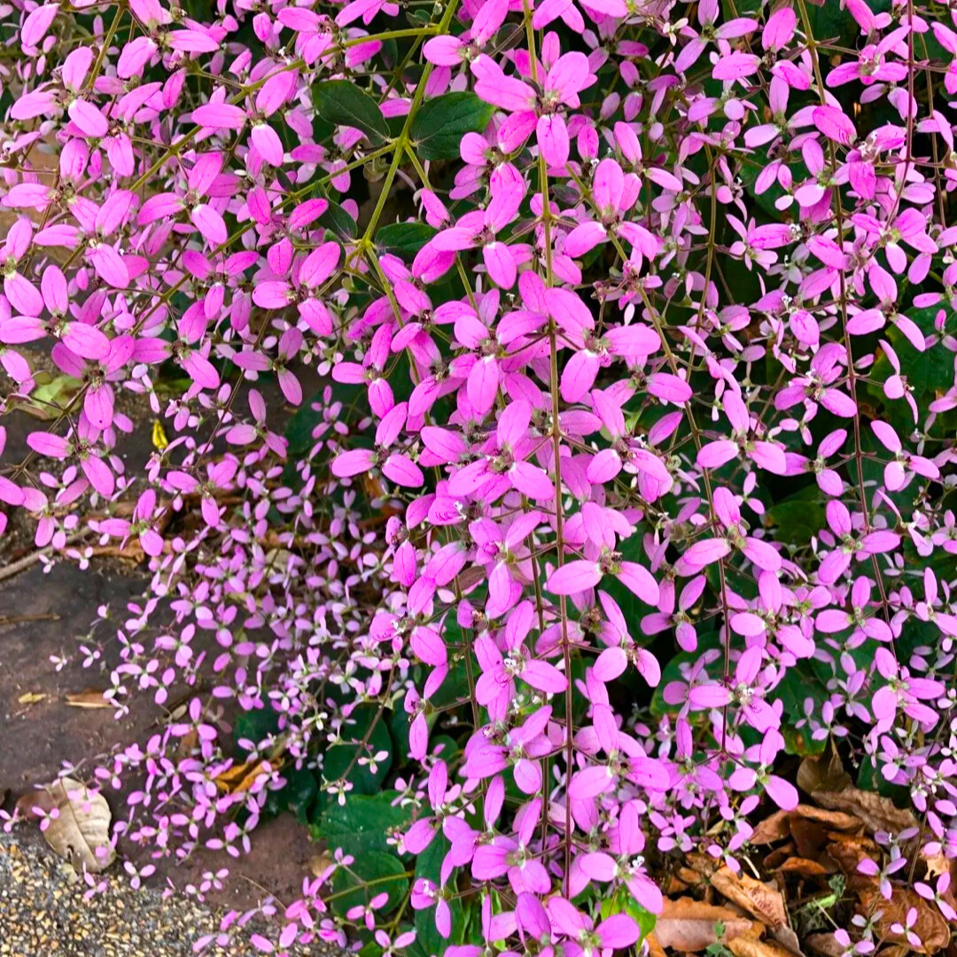 Congea Tomentosa Dark Pink Live Plant