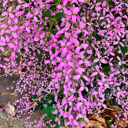 Congea Tomentosa Dark Pink Live Plant