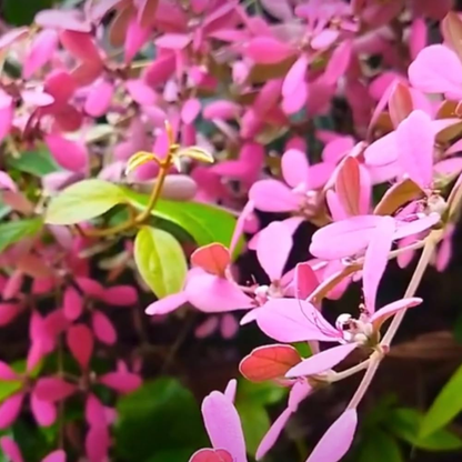 Congea Tomentosa Dark Pink Live Plant