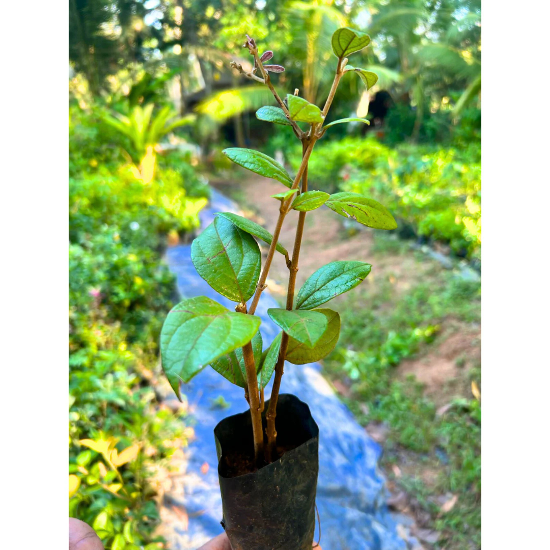 Congea Tomentosa Dark Pink Live Plant