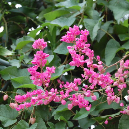 Coral Vine Mexican creeper (Antigonon leptopus) Flowering Live Plant
