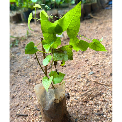Coral Vine Mexican creeper (Antigonon leptopus) Flowering Live Plant