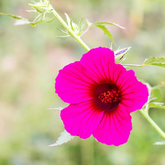 Cranberry Hibiscus Pink Flowering Live Plant