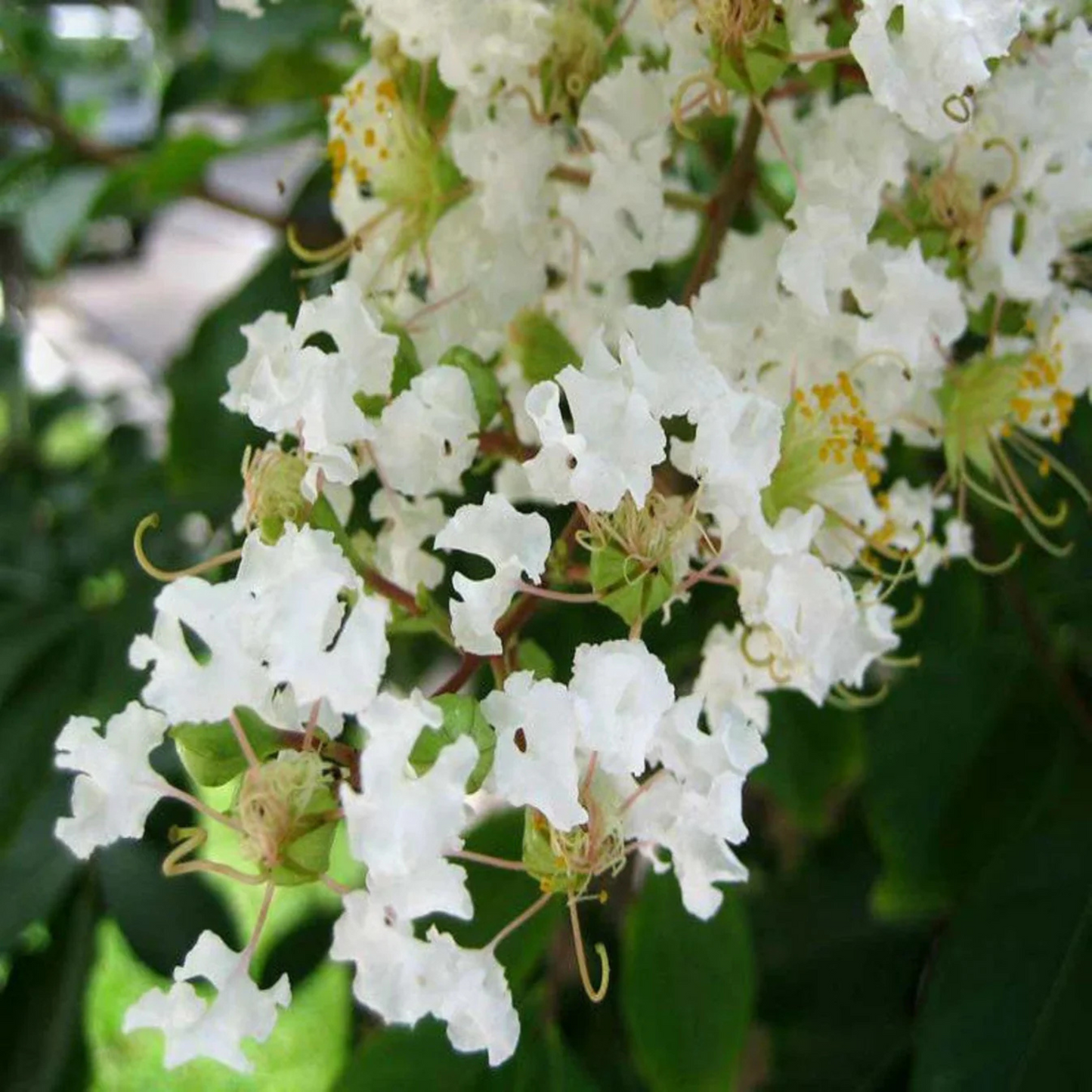 Crepe Myrtle White (Lagerstroemia) Rare Flowering Live Plant