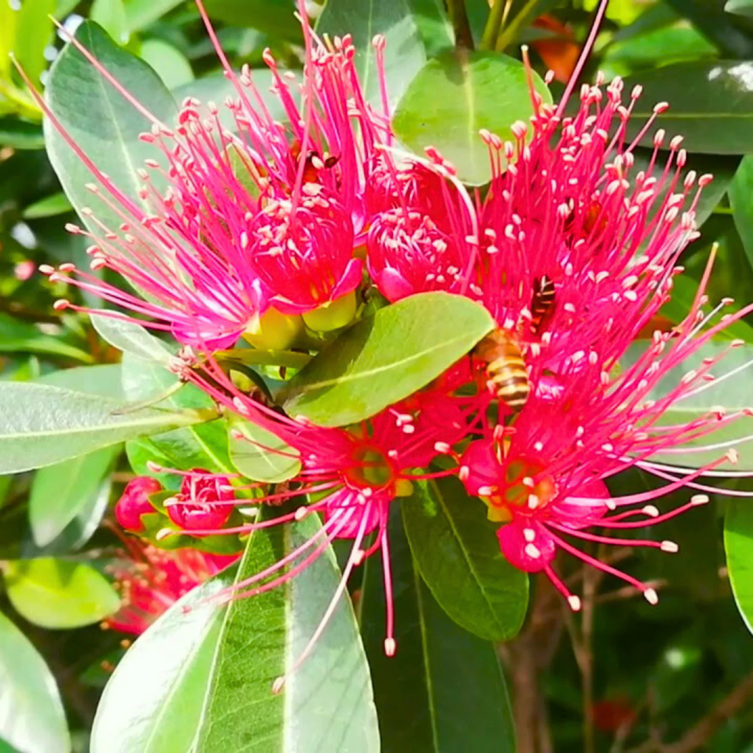 Crimson Penda / First Love Dark Pink (Rosida) Flowering Live Plant