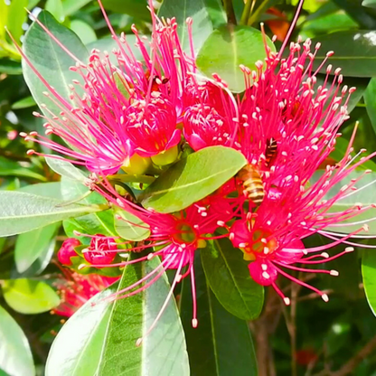 Crimson Penda / First Love Dark Pink (Rosida) Flowering Live Plant
